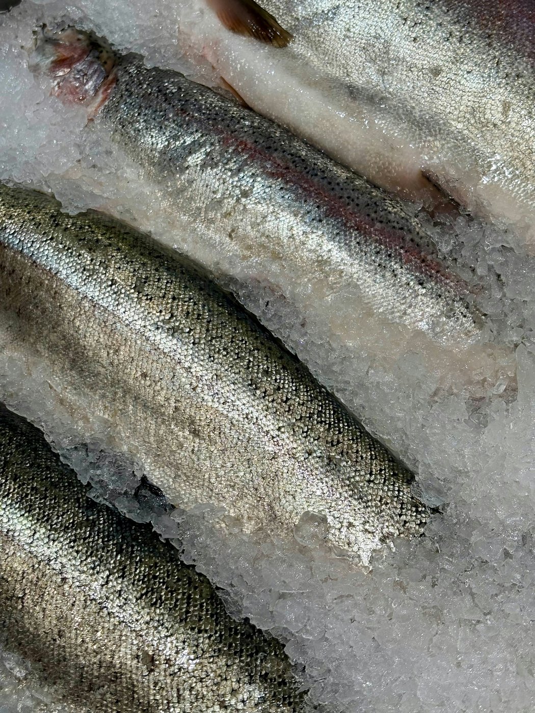 Trout Head On Gutted, fresh
