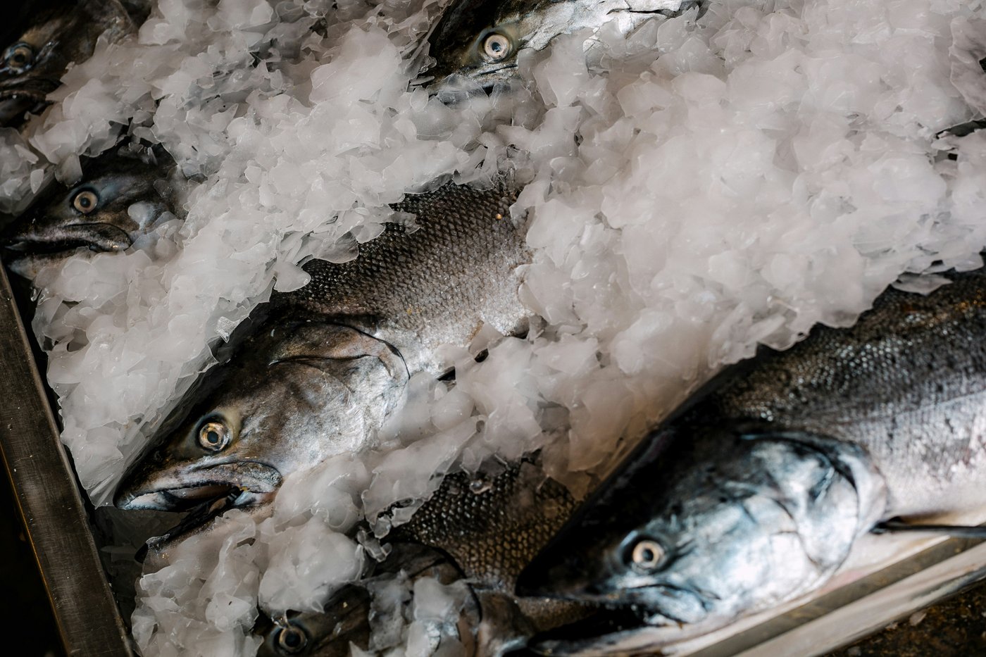 Salmon Head On Gutted, frozen